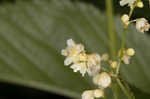 Fringed black bindweed